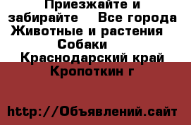 Приезжайте и забирайте. - Все города Животные и растения » Собаки   . Краснодарский край,Кропоткин г.